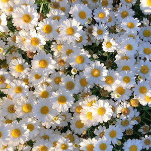 Meet your Posher, Ava